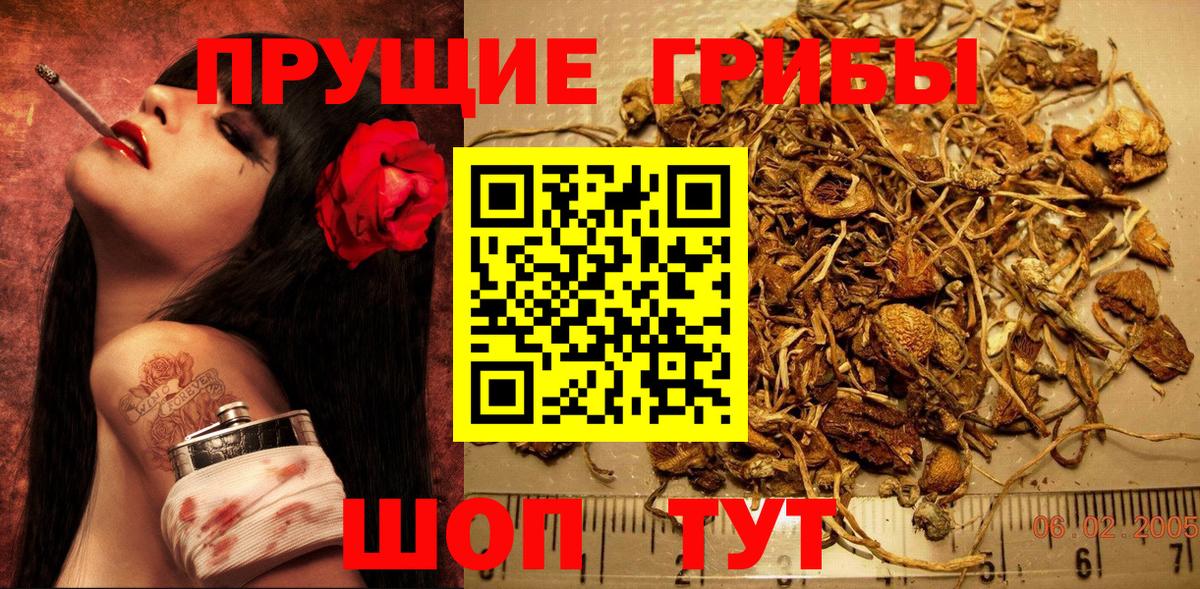Галлюциногенные грибы Psilocybe Шахты